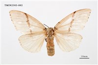 藏品(木毒蛾)的圖片